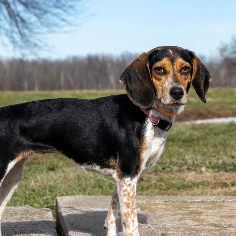 An adult small-sized female Brown / Chocolate Mixed Breed dog named Lola FKA Bridgette for adoption in Troy, IL