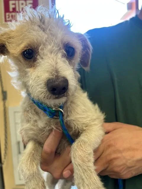 A young small-sized male Terrier dog named Cori for adoption in Riverside, CA