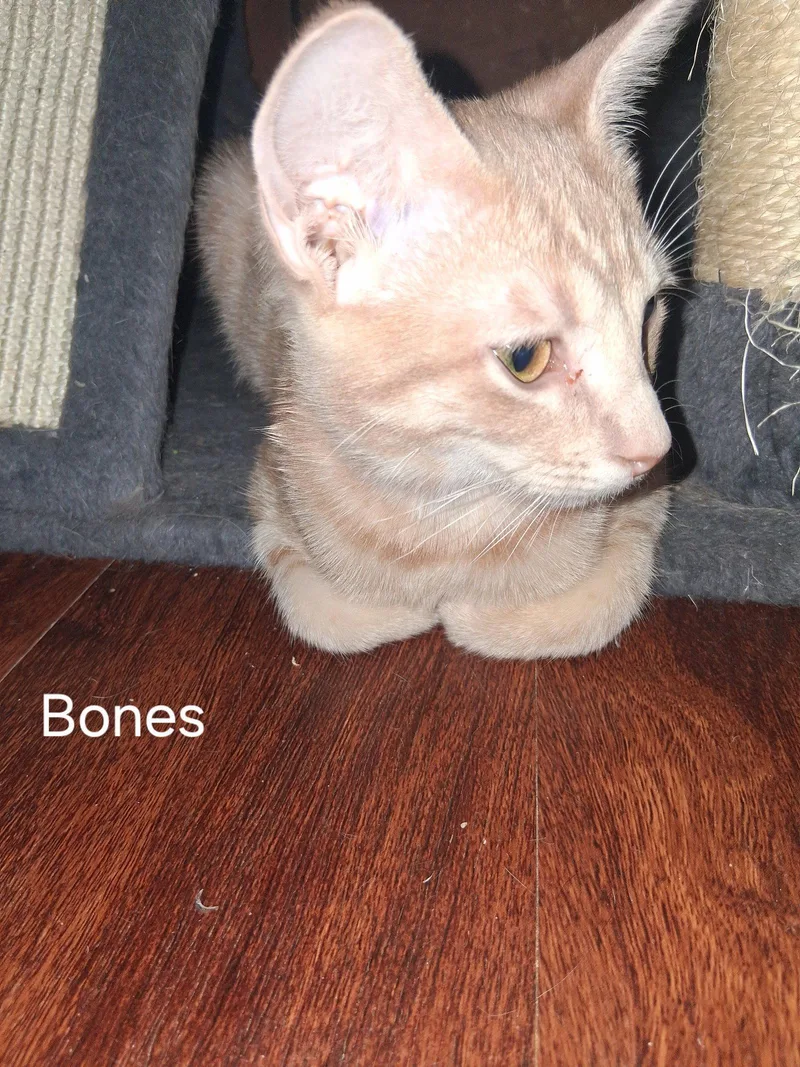 A baby medium-sized female Domestic Short Hair cat named Bones for adoption in Glendale, AZ