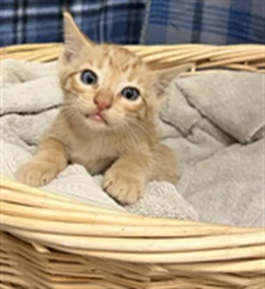 A baby small-sized male Domestic Short Hair cat named Rula for adoption in Rosenberg, TX