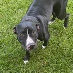 An adult medium-sized female Black Pit Bull Terrier dog named Nori for adoption in East Saint Louis, IL