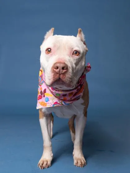 Milkshake thumbnail 2