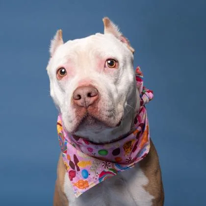 Milkshake thumbnail 3