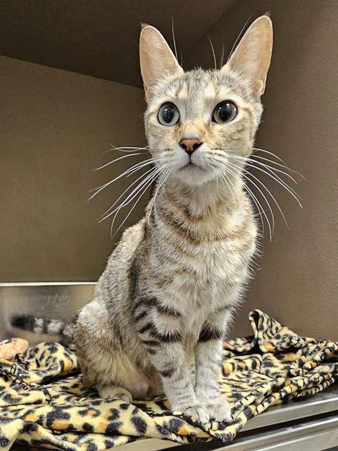 An adult medium-sized female Brown / Chocolate Domestic Short Hair cat named Kanga for adoption in Clyde, NC