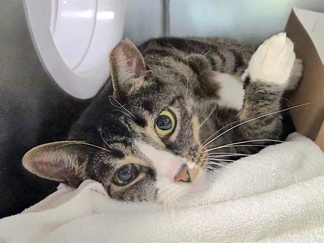 An adult medium-sized female Domestic Short Hair cat named Lily for adoption in Panama City, FL