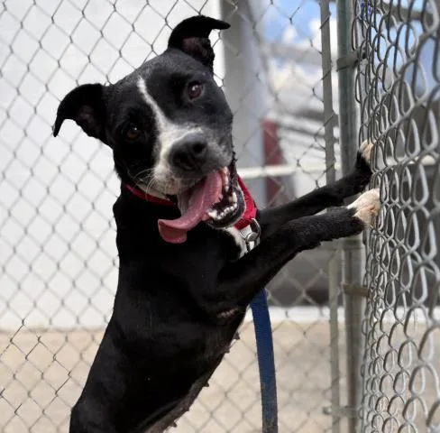 An adult medium-sized female Mixed Breed dog named Swiss Roll for adoption in Pensacola, FL