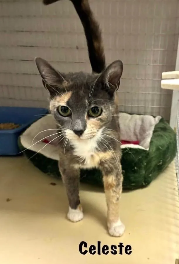 A young small-sized female Domestic Short Hair cat named Celeste for adoption in Gorham, ME
