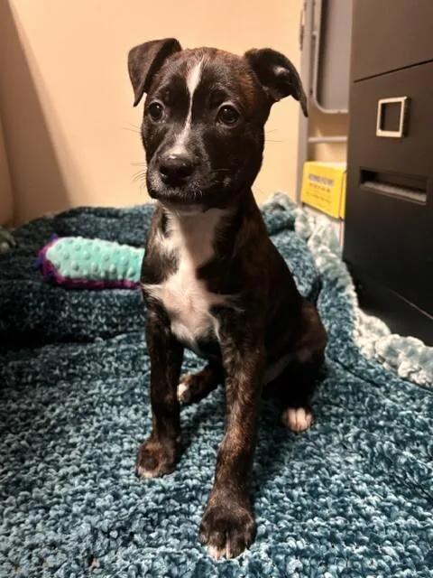 A baby medium-sized female Terrier dog named Marla for adoption in Cortland, NY