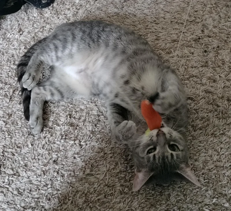 An adult small-sized female Gray / Blue / Silver American Shorthair cat named Luna for adoption in PEARLAND, TX