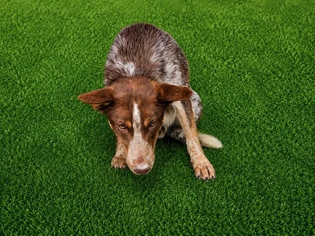 A young medium-sized male Australian Cattle Dog / Blue Heeler dog named Bronco for adoption in Lancaster, CA
