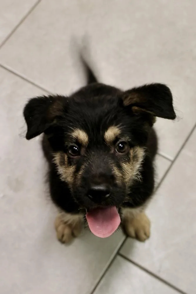 A baby medium-sized male Brown / Chocolate Terrier dog named Torrent for adoption in TUCSON, AZ