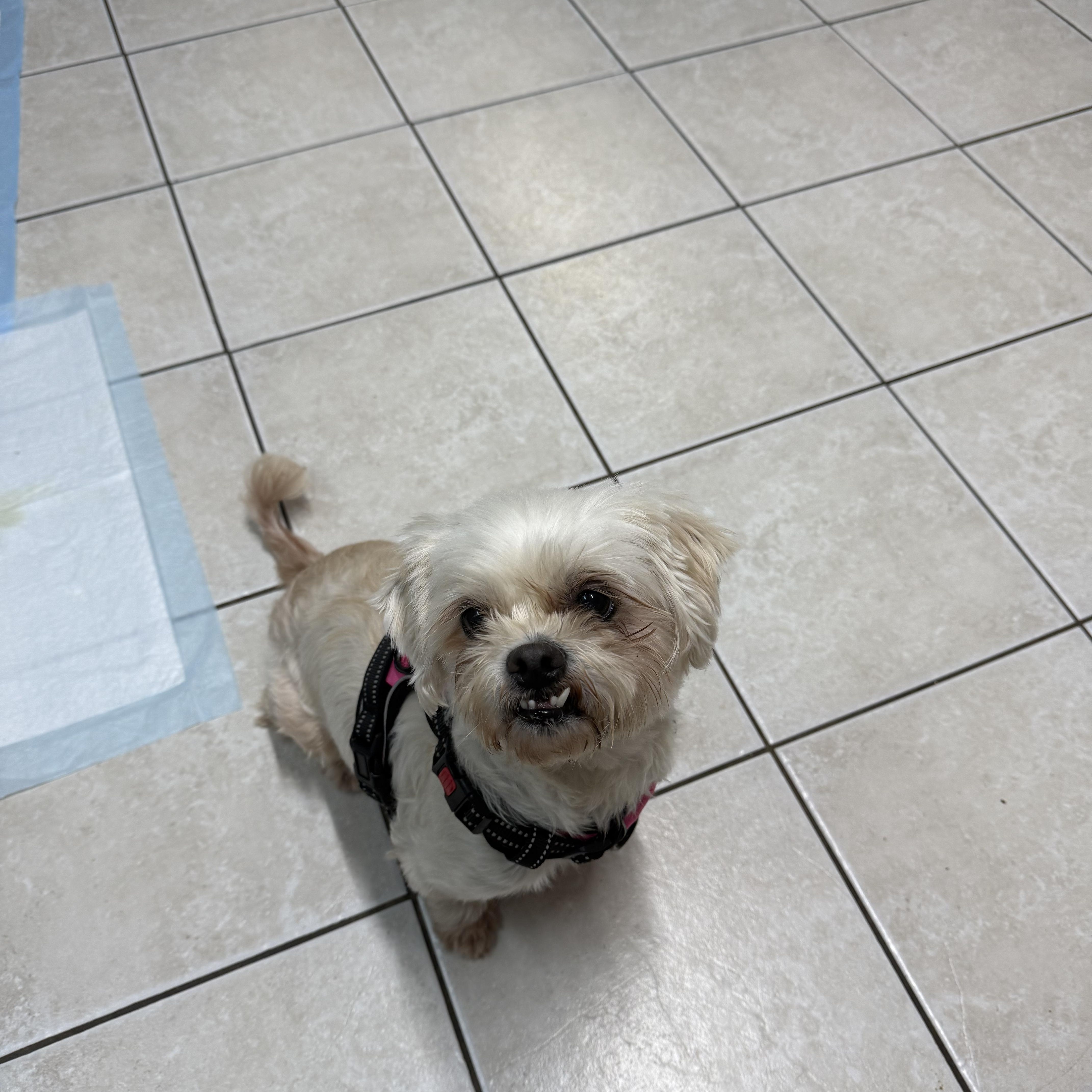 An adult small-sized female White / Cream Shih Tzu dog named Elsbeth for adoption in Hendersonville, TN