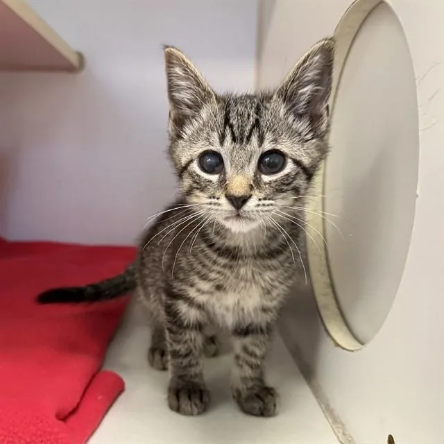 A baby small-sized male Domestic Short Hair cat named Ollie for adoption in Long Beach, CA