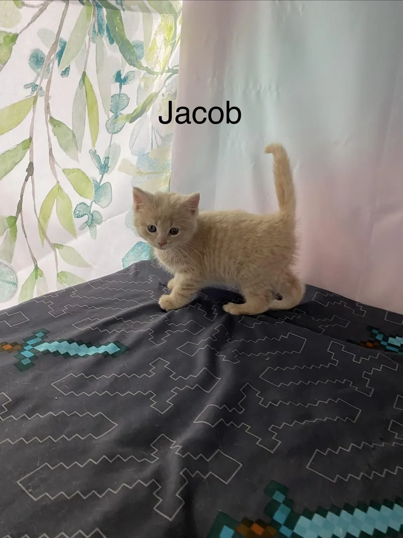 A baby medium-sized male Buff / Tan / Fawn Domestic Medium Hair cat named Jacob for adoption in Macomb, MI