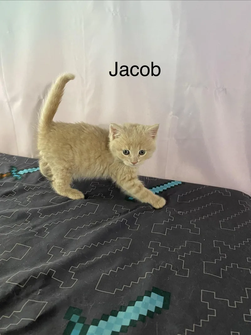 Jacob thumbnail 2