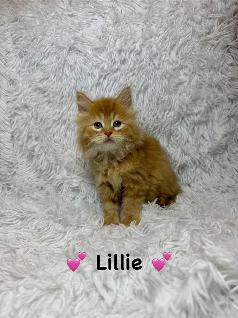 A baby medium-sized female Orange & White Domestic Long Hair cat named Lillie for adoption in Copley, OH