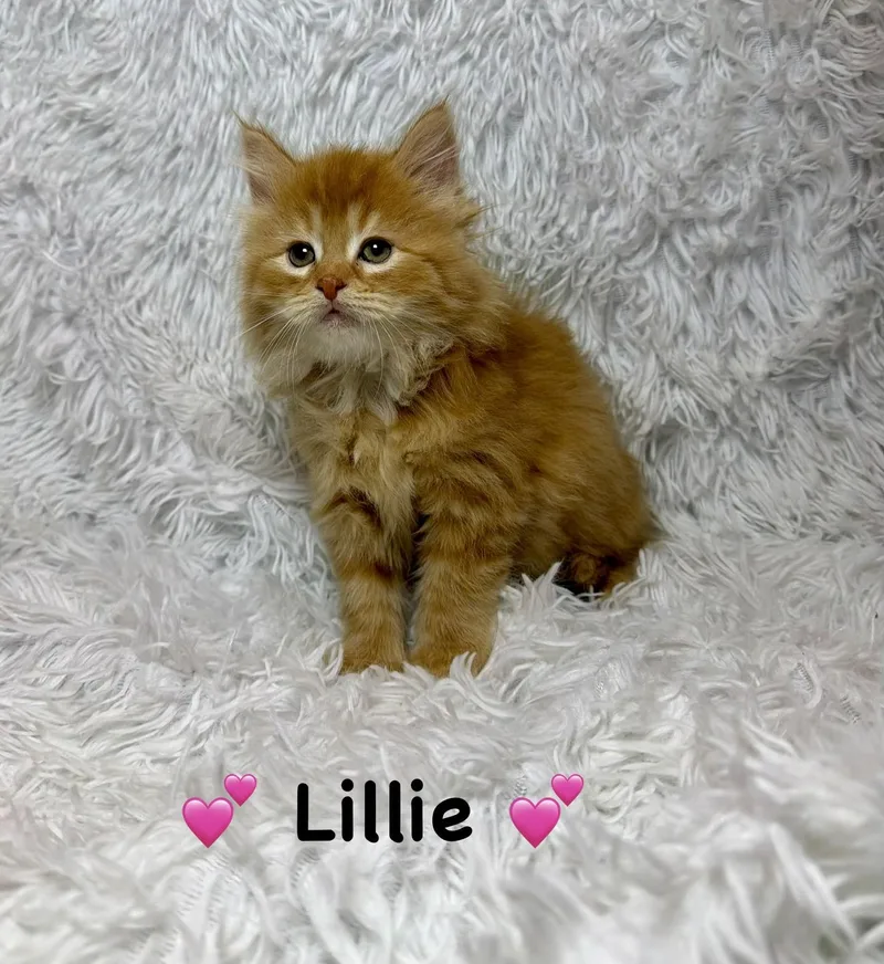 Lillie thumbnail 2
