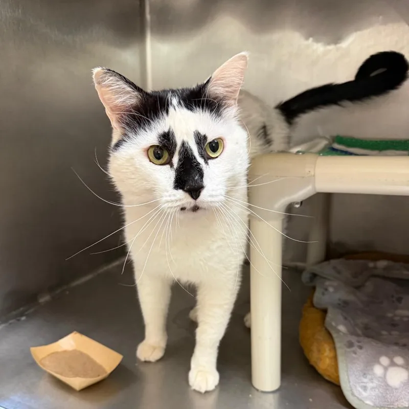 An adult extra large-sized male White Domestic Short Hair cat named Battalion for adoption in Kanab, UT