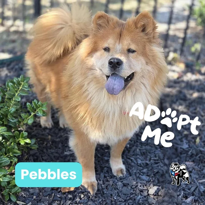 Pebbles Aka Cookie