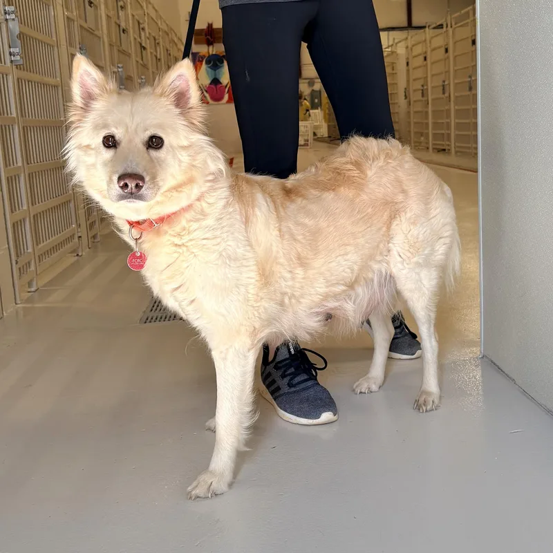 An adult medium-sized female Shepherd dog named Plinko for adoption in Chicago, IL