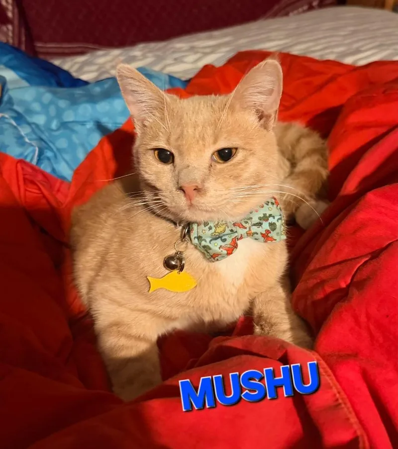 Mushu