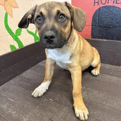 A baby small-sized male Yellow / Tan / Blond / Fawn French Bulldog dog named Clifford for adoption in Long Beach, CA