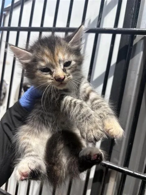 A baby small-sized female Domestic Medium Hair cat named A for adoption in Houston, TX