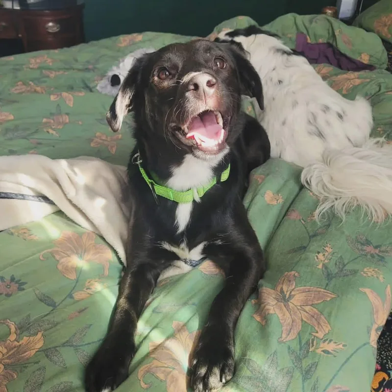 Mable