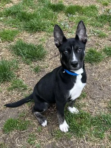 A baby small-sized male German Shepherd Dog dog named Sage for adoption in Clinton Township, MI
