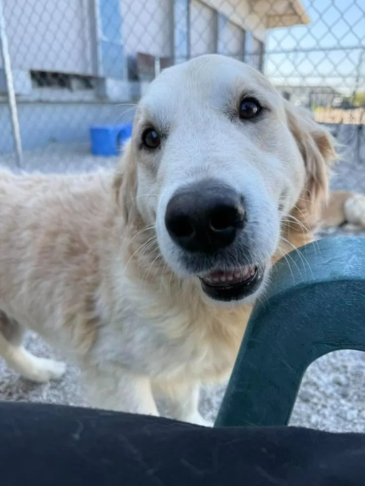 Rocket $