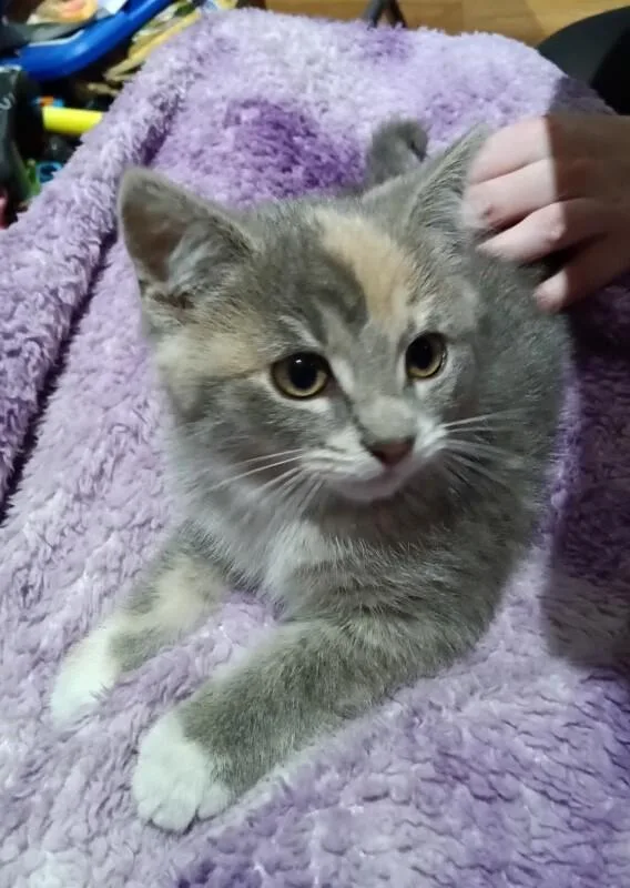 A young medium-sized female Tabby (Brown / Chocolate) Domestic Short Hair cat named Heather for adoption in North Babylon, NY