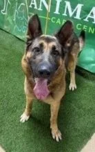 An adult extra large-sized male German Shepherd Dog dog named Ritter for adoption in Visalia, CA