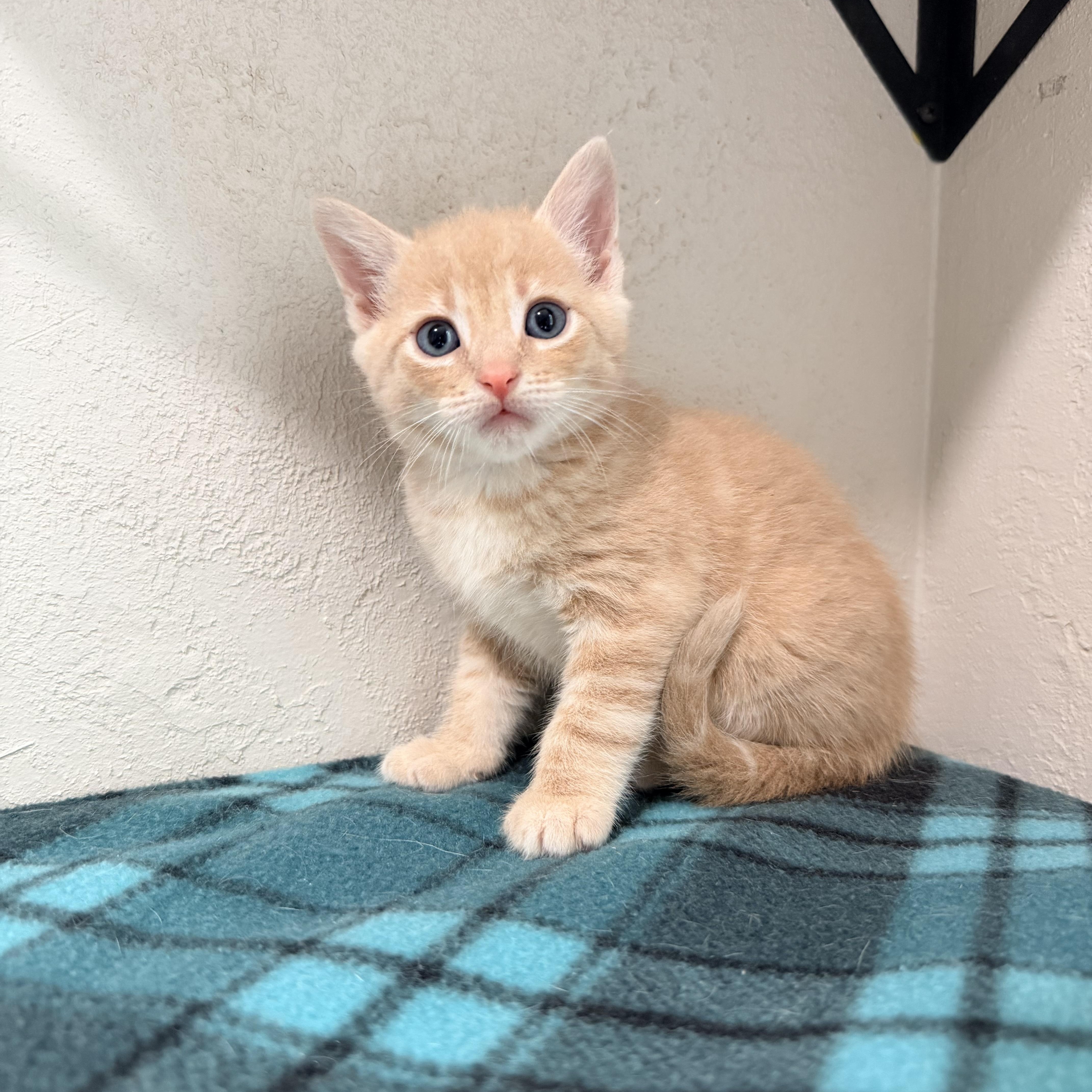 A baby medium-sized male Buff & White Domestic Short Hair cat named Josh for adoption in Greensboro, NC