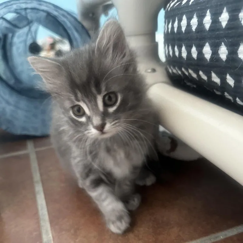 A baby small-sized female Gray / Blue / Silver Domestic Short Hair cat named Raisin for adoption in Austin, TX