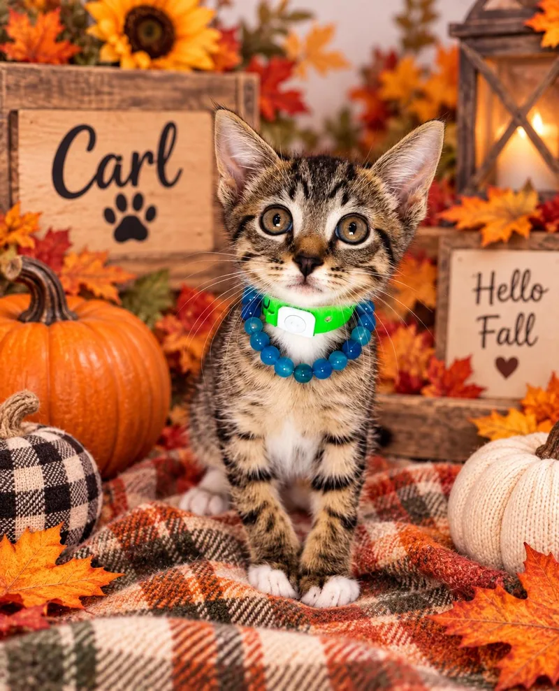 A baby small-sized male Tabby cat named Carl for adoption in Tavares, FL