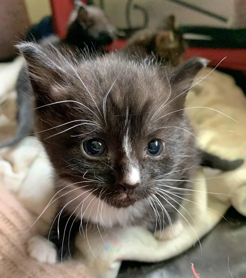 A baby medium-sized female Black & White / Tuxedo Domestic Short Hair cat named Lexus for adoption in Springfield, OR