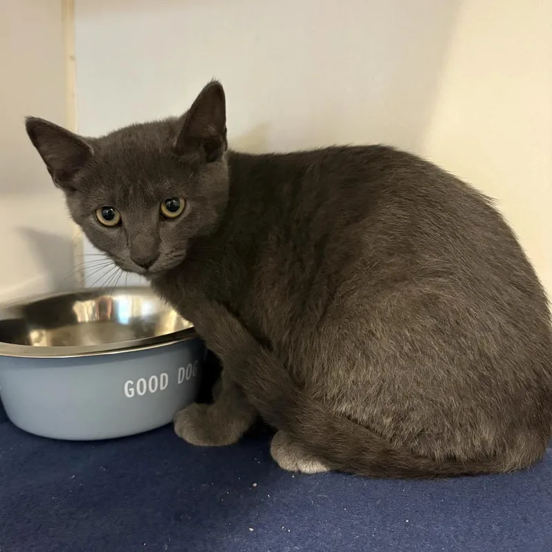 A baby small-sized female Gray / Blue / Silver Domestic Short Hair cat named Bree for adoption in Hinsdale, IL