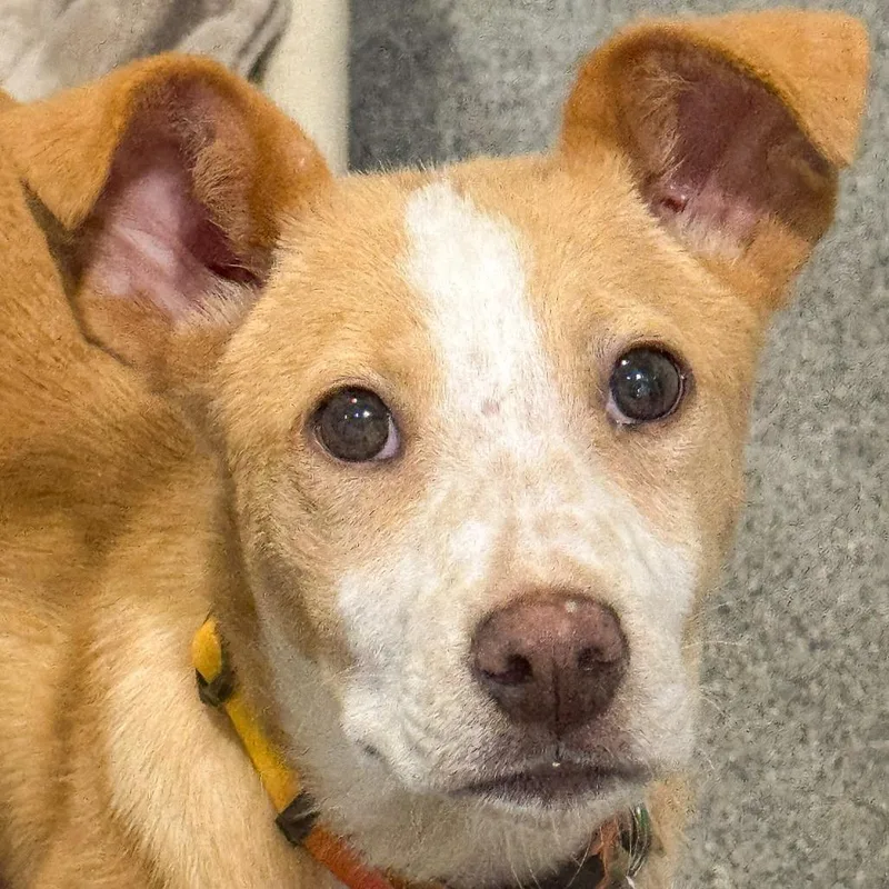 A baby small-sized female Yellow / Tan / Blond / Fawn Mixed Breed dog named Eva for adoption in Kennebunk, ME