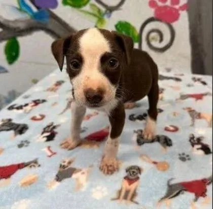 A baby medium-sized male Mixed Breed dog named Garbo for adoption in West Chester, PA