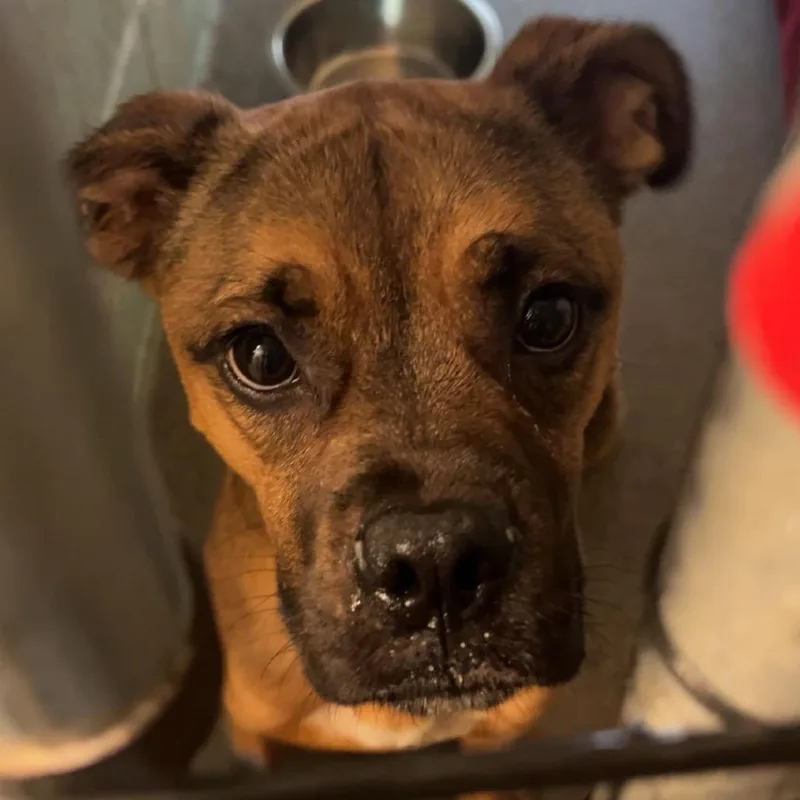 A young medium-sized male Brown / Chocolate Boxer dog named Funky Monkey for adoption in Columbia, MO