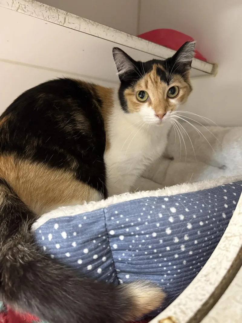 An adult medium-sized female Calico Domestic Short Hair cat named Jewels for adoption in Leitchfield, KY
