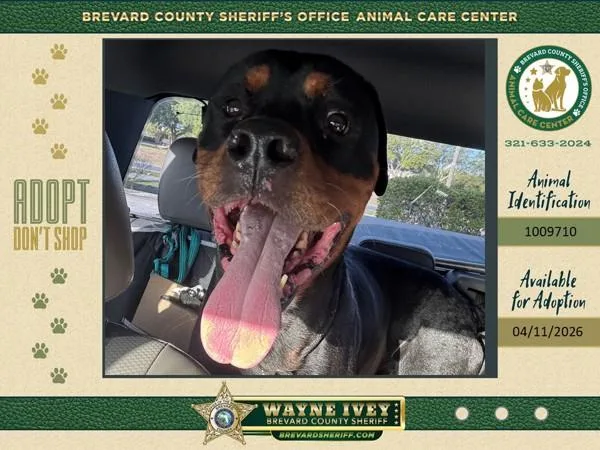An adult extra large-sized male Mixed Breed dog named Sarge for adoption in Melbourne, FL