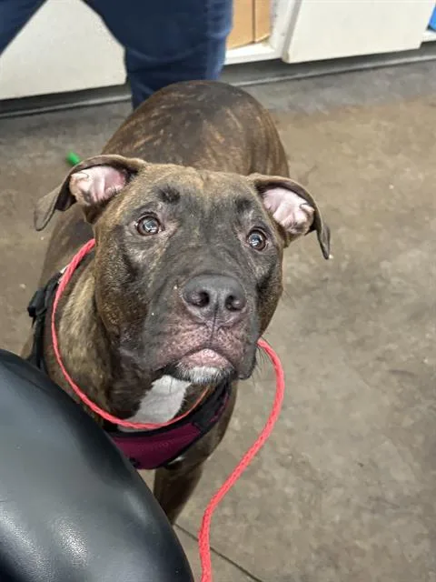 An adult large-sized female Mixed Breed dog named Jazue for adoption in Dallas, TX