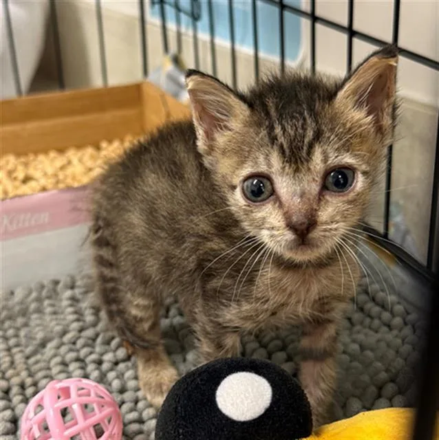 A baby small-sized female Domestic Short Hair cat named Cashew for adoption in Baytown, TX