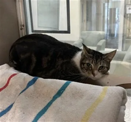 An adult large-sized female Domestic Short Hair cat named A for adoption in Pasadena, TX