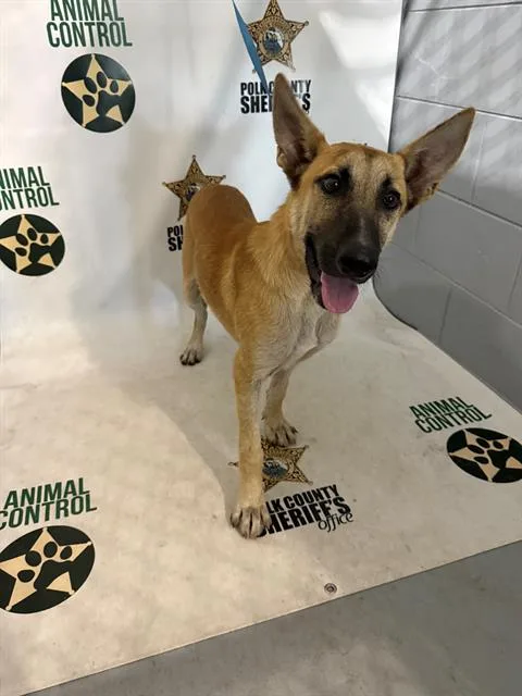 A young medium-sized male Belgian Shepherd / Malinois dog named Hayden for adoption in Winter Haven, FL