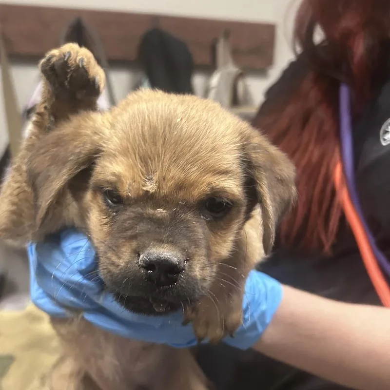 A baby small-sized male Brown / Chocolate Mixed Breed dog named Trevor for adoption in Yuma, AZ