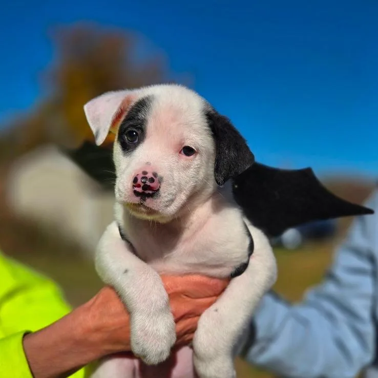 A baby medium-sized male Black Australian Cattle Dog / Blue Heeler named CT Cave Bat avail for adoption in Stormville, NY