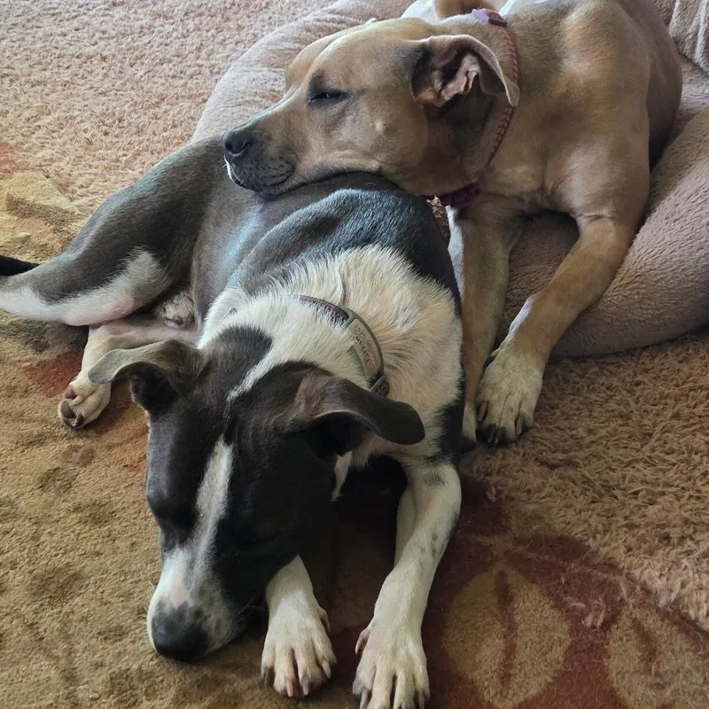 A young medium-sized male Brown / Chocolate Pit Bull Terrier dog named Tarzan for adoption in Noble, OK