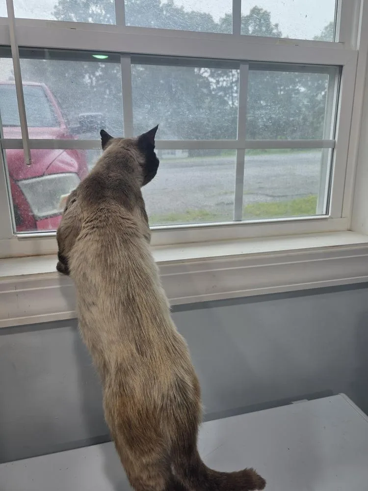 An adult large-sized male Siamese cat named Marshall for adoption in Lewisburg, TN